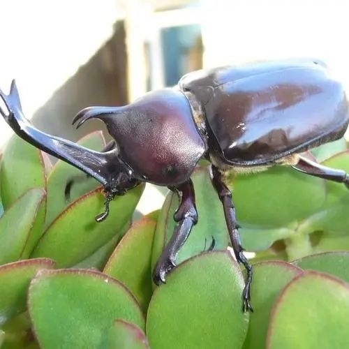 泽驭名宠 【新虫】独角仙成虫甲虫活体昆虫锹形虫斗虫好养易活宠物