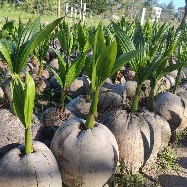 米囹海南基地红椰泰国金椰子苗椰子苗矮椰绿椰盆栽地栽带壳带叶 泰国