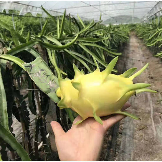 四季结果红心火龙果苗盆栽地载南方北方种植果树苗四季水果苗燕窝火龙