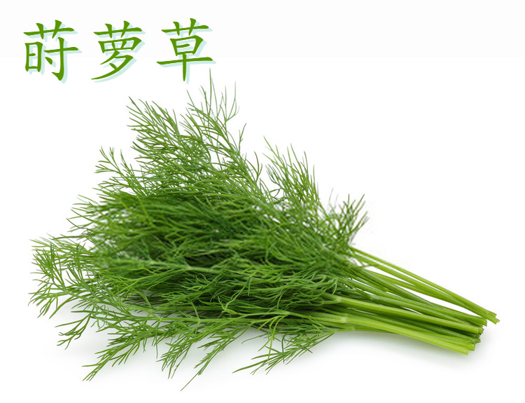 莳萝 新鲜莳萝草洋茴香250香草水产调味煎三文鱼西餐香料酒店食用