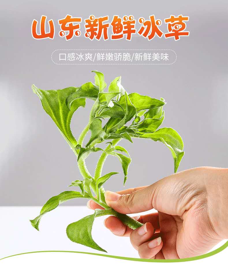 冰草新鲜蔬菜冰叶菜沙拉火锅现摘冰菜花生吃2斤