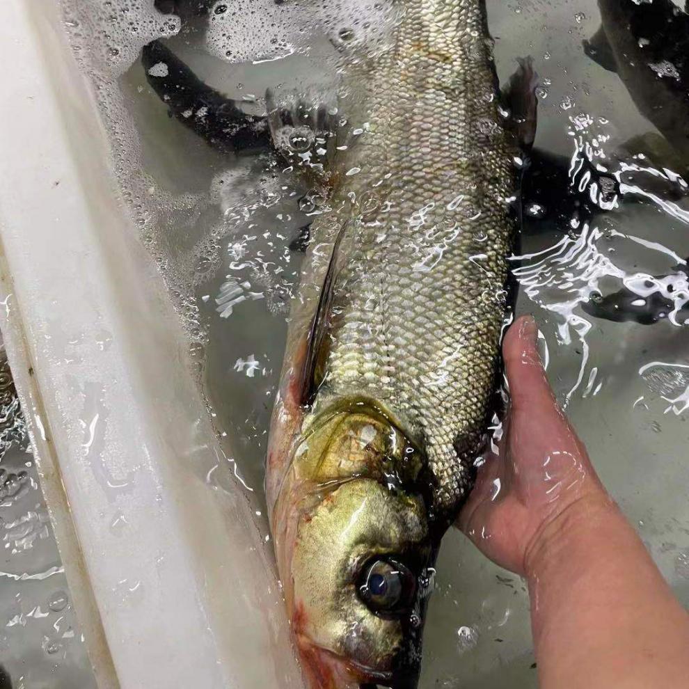 【顺丰发货】千岛湖野生翘嘴鱼新鲜活鱼现杀淡水鱼噘嘴净膛大白条特大
