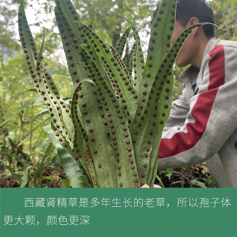 肾精茶西藏野外生男性中原材猫须草石尾草 五宝滋补养生草 杞里香 100