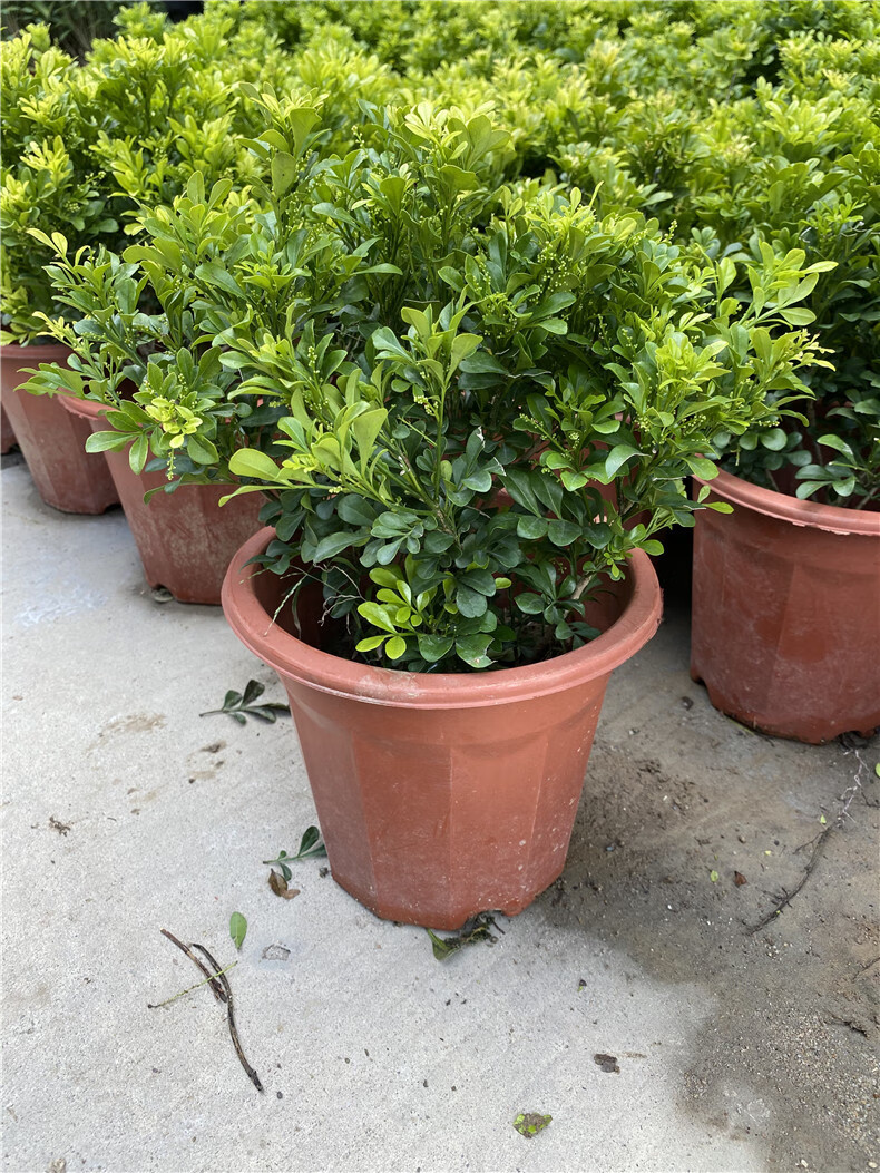 米兰花盆栽阳台庭院喜阳花卉绿色易养植物米仔兰树兰多季开花浓香精品