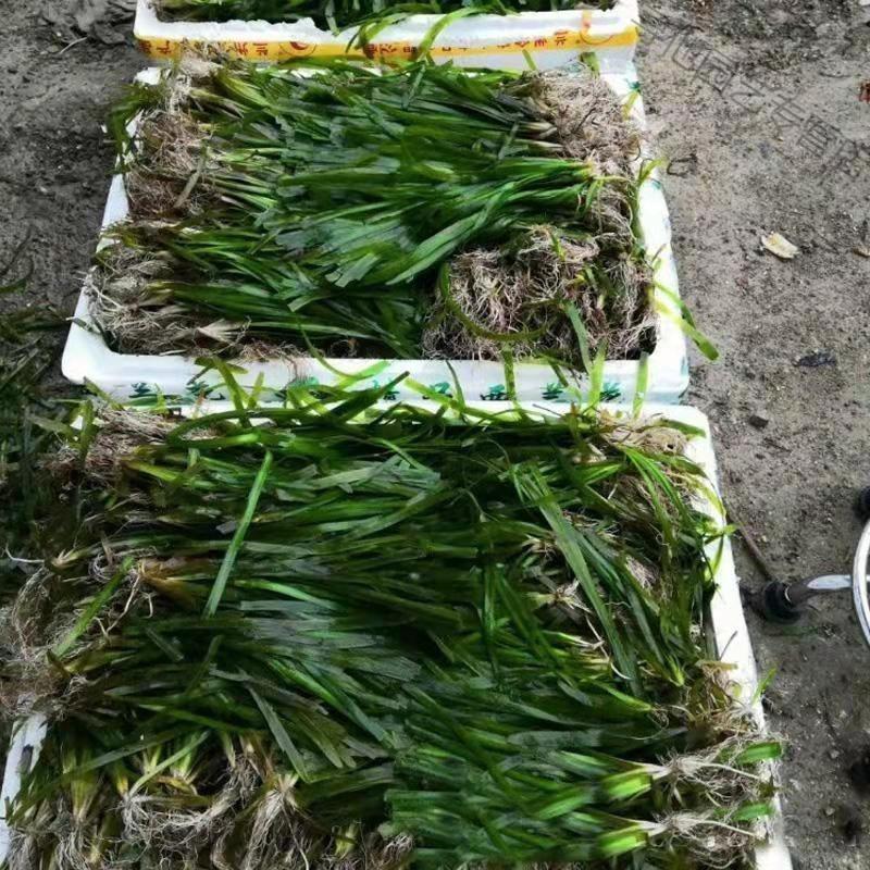 四季常青矮生苦草长叶苦草种籽扁担草小龙虾螃蟹养殖净化淡水植物