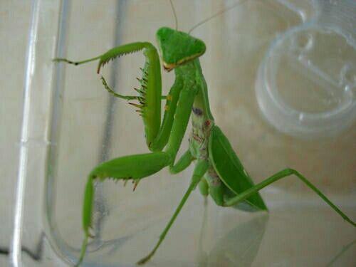 芮蜜中华大刀螳螂活体宠物幽灵澳宽刺花兰花枯叶树枝芽翅短翅广斧螳螂