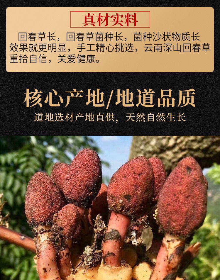 回春草顶天柱 不老草硬的快云南野生泡茶泡酒料 回春草【50克】【图片