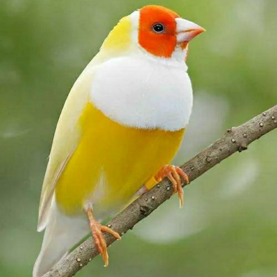 萌萌哒七彩活体鸟活体繁殖鸟活体宠物鸟普彩高彩金背白赤兔马 蓝背紫