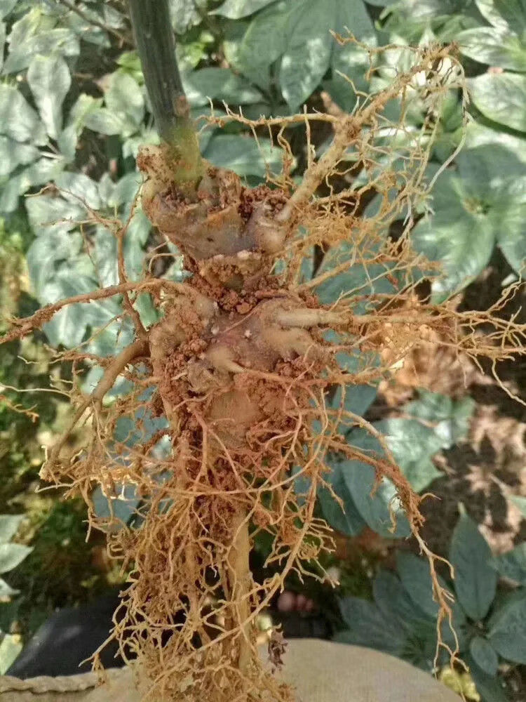 伟博新鲜三七云南文山新鲜三七田七药材三七根须新鲜三七现挖现发