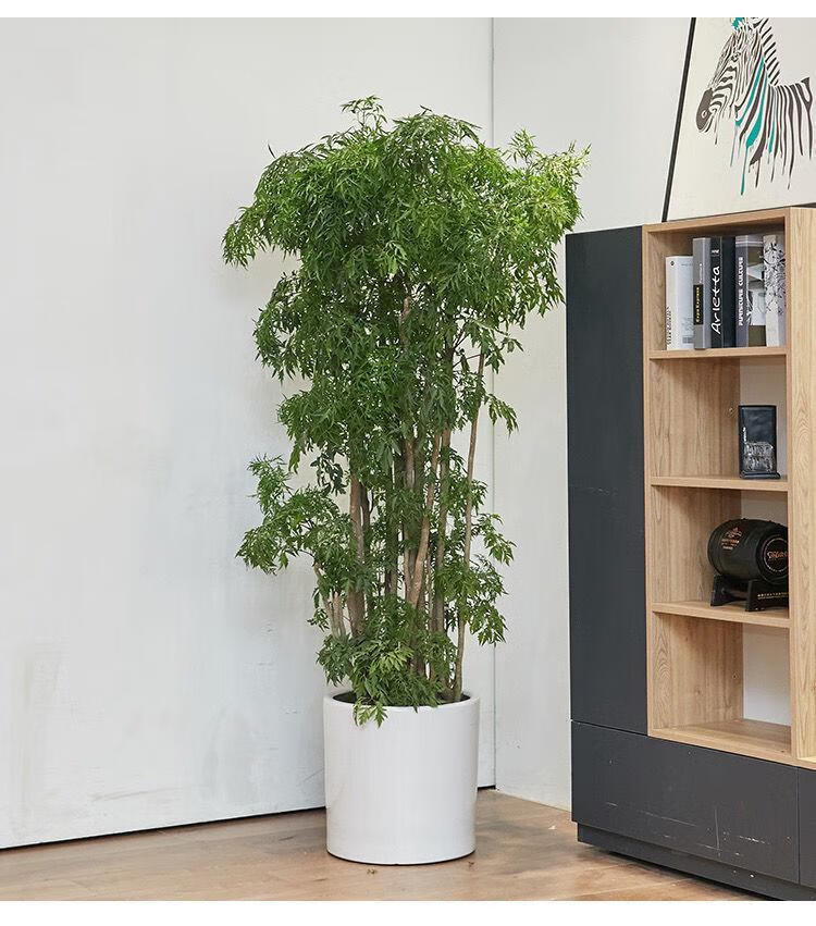 羽叶福禄桐盆栽细叶大型室内盆景名贵金钱兜植物客厅吸除甲醛绿植 福