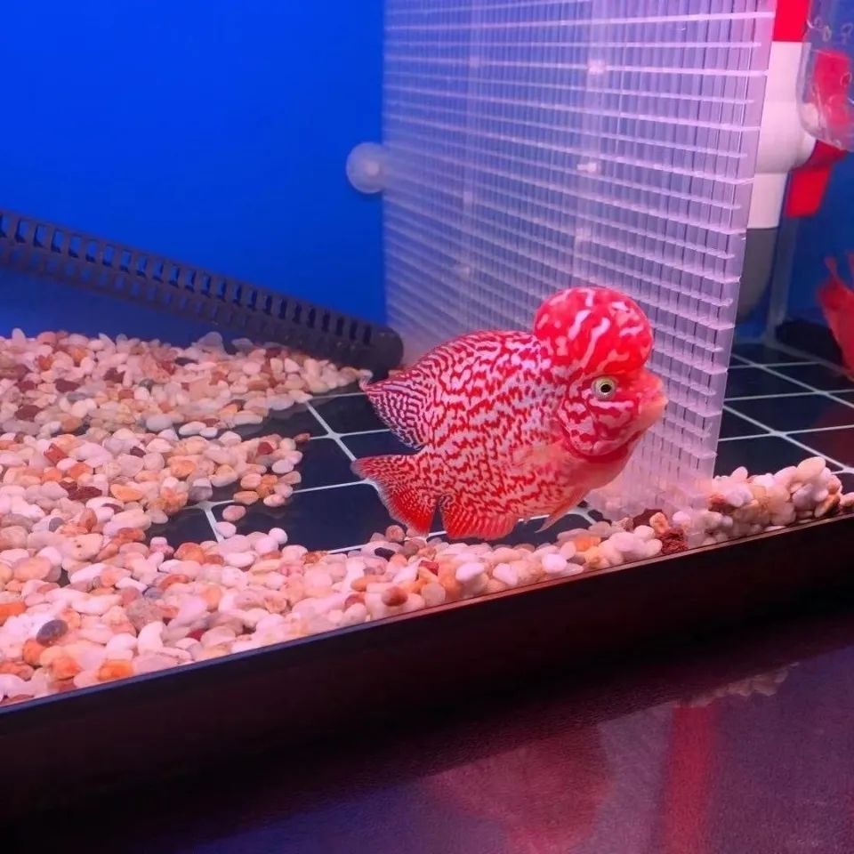 萌小鼠纯种罗汉鱼苗热带观赏鱼长寿鱼鱼好养花纹漂亮爆头率高 火凤