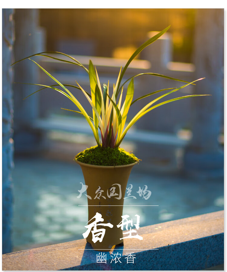 铭品兰花苗市长红浓香型带花苞建兰四季兰草花卉盆栽植物 红酒之恋3苗