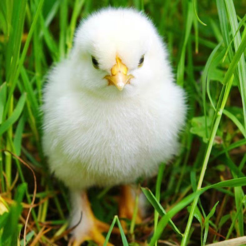 工匠头白羽鸡仔纯白下蛋鸡活体小鸡活白羽肉鸡苗五黑鸡土鸡活体 半斤