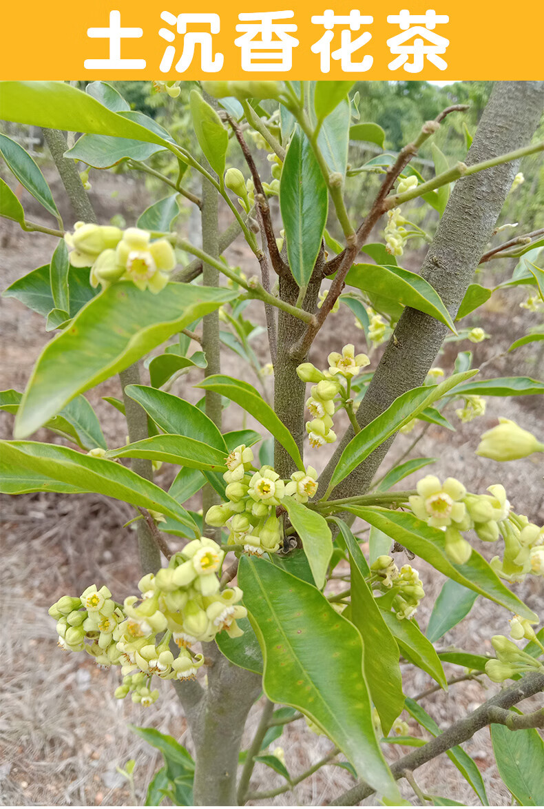 海南土沉香花茶五指山特产土沉香花白木香叶干花新工艺奇楠沉香茶土