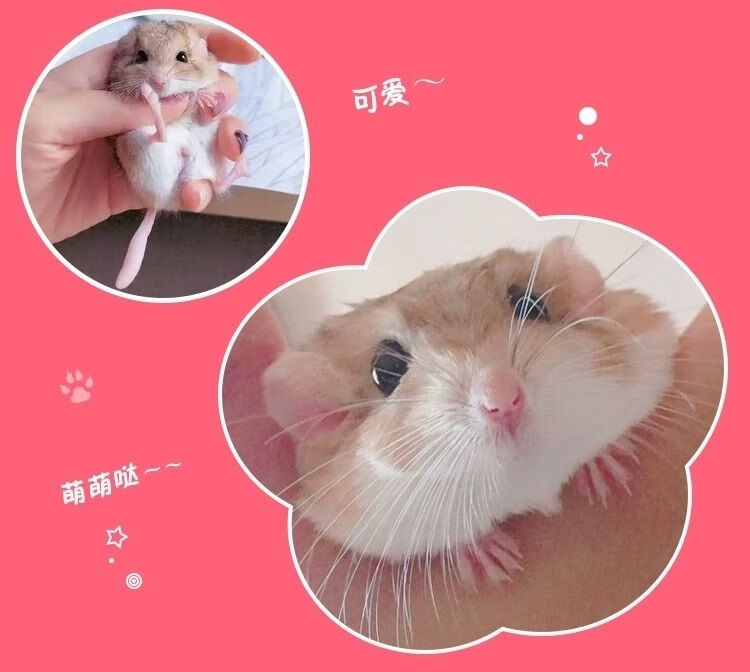 通心粉鼠 通心粉鼠幼崽活体活物粘人小宠物小型肥尾沙鼠粮食 幼崽公