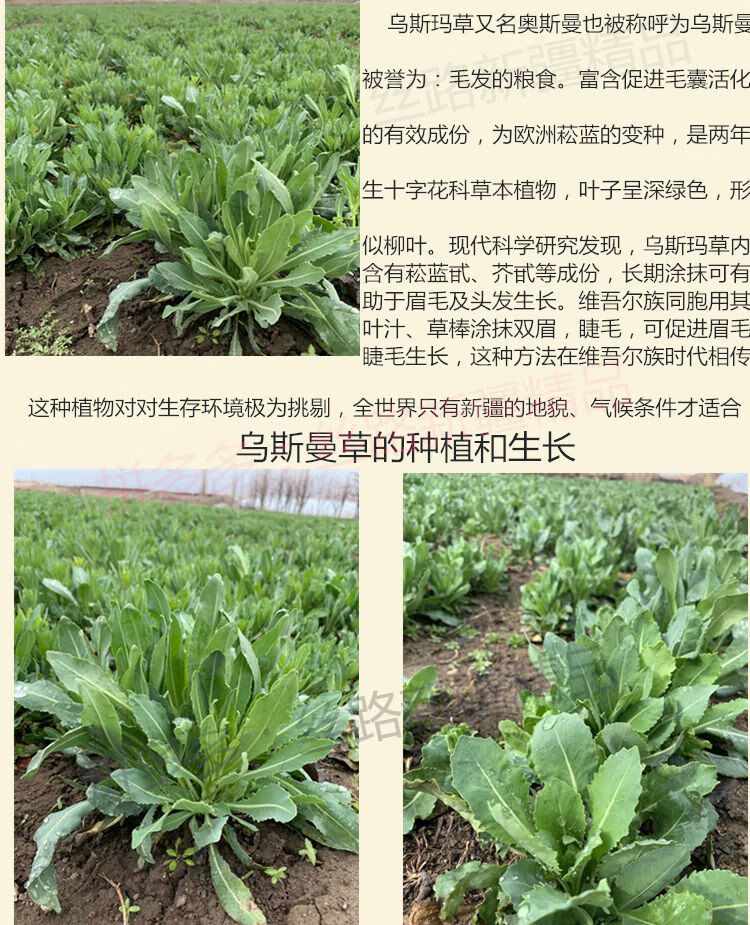 【官方旗舰】乌斯曼草棒新疆乌斯玛草生眉棒奥斯曼草棒生眉笔乌斯曼生