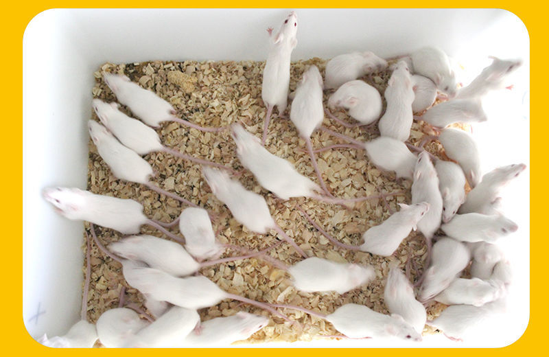 实验无菌spf小白鼠活体红皮乳鼠繁殖组一公三母大小亚成怀孕种鼠醉俊