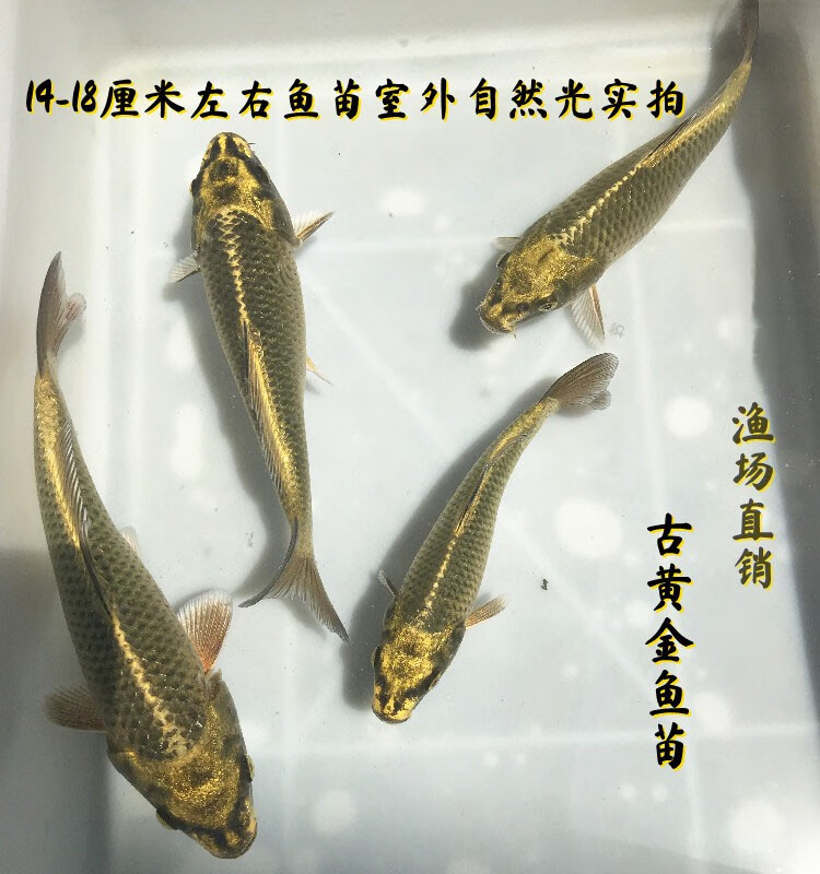 锦鲤活体活鱼古典黄金锦鲤鱼苗大气复古金鳞甲鬼面转运风水宠物鱼家养