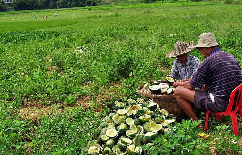 广西 原味西瓜子 原味红瓜子1000g 颗粒饱满 生西瓜籽 原味生瓜子2斤