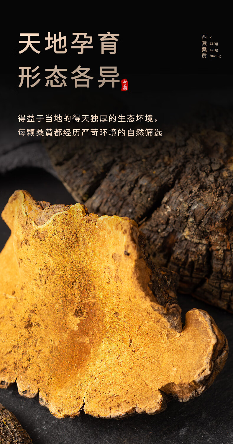 西藏野生桑黄250g桑树桑黄大菌种灵芝整朵干货【图片 价格 品牌 报价