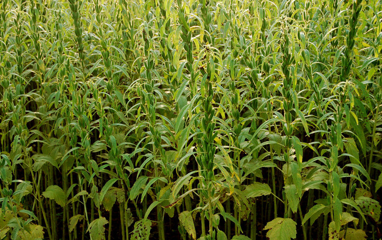 2021年新芝麻生黑芝麻农家国产自产山东黑芝麻生500g五谷杂粮粮食 谷