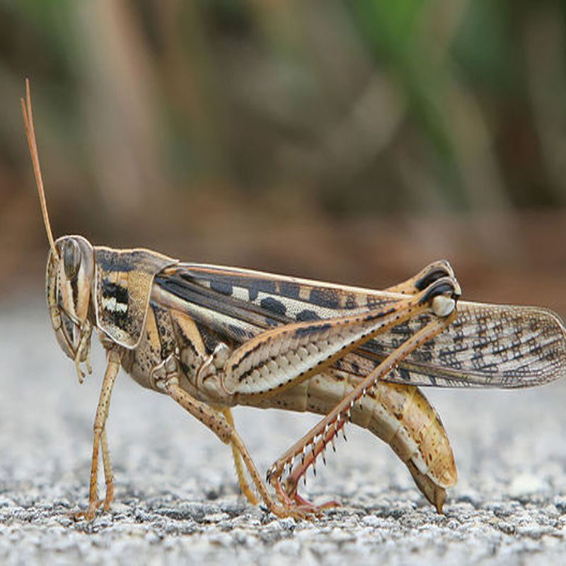 蚂蚱 蝗虫 东亚飞蝗虫 活体速冻 蚱蜢 不发活体 公母混合带翅膀 1斤