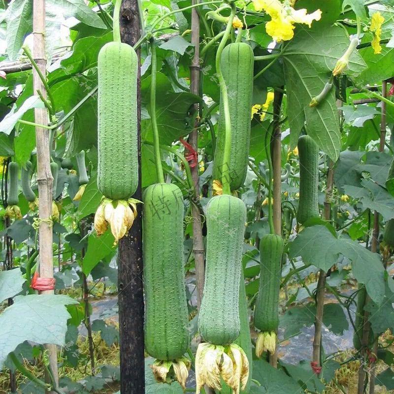 肉丝瓜新鲜蔬菜15斤农家丝瓜胖丝瓜水瓜短棒丝瓜香肉丝瓜通货3斤大小