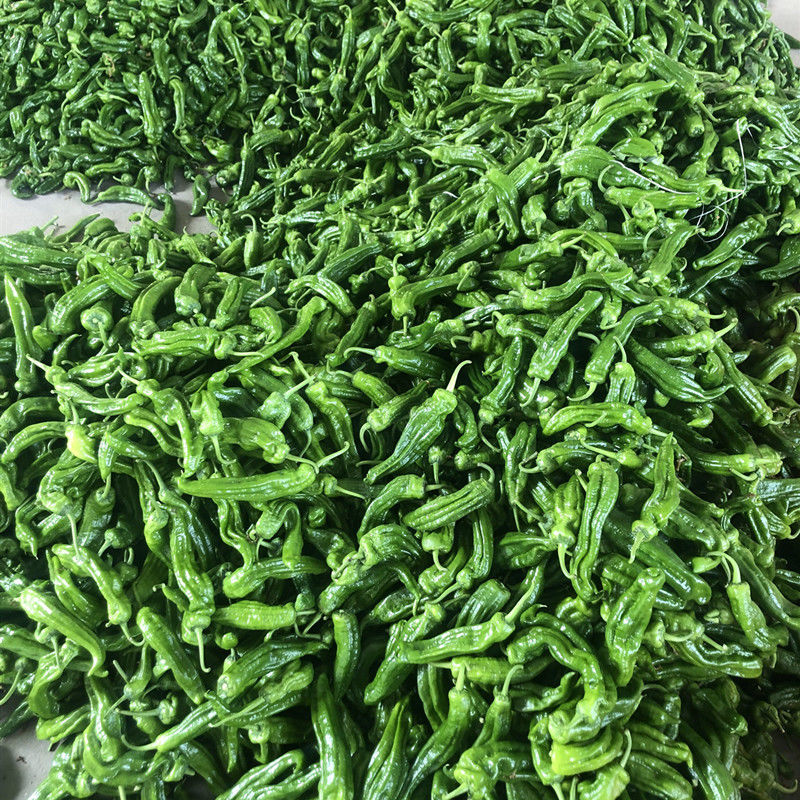 苏北农家自种新鲜虎皮薄皮青辣椒青椒菜椒牛角椒5斤时令蔬菜现摘 3斤