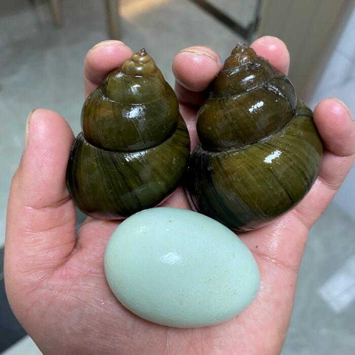 浩凤湖北特产清水大田螺鲜活新鲜田螺脆螺肉超大号螺丝活体淡水大泥螺