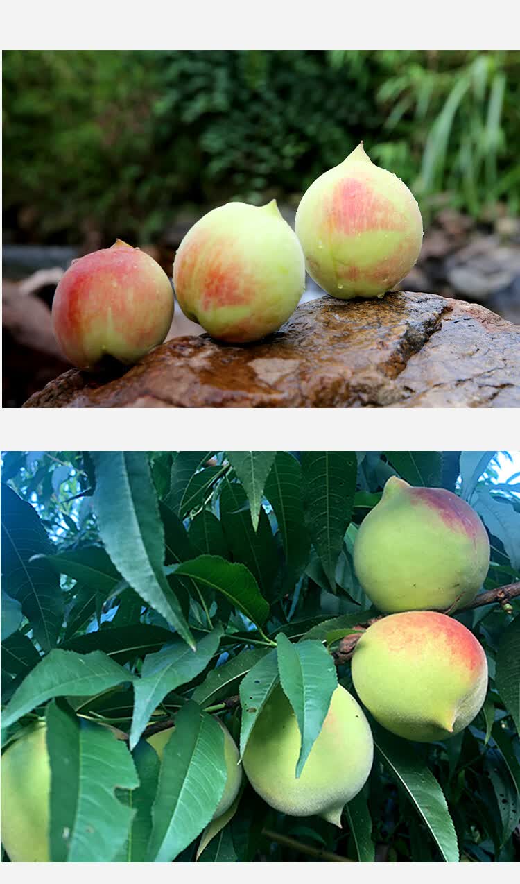 鹰嘴蜜桃河源连平上坪新鲜现摘现发脆甜桃子新鲜应季水果上坪印象 8斤