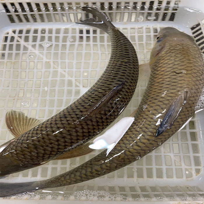 千岛湖竹鱼新鲜活体生物花骨季花鱼淡水鱼黄颡鱼青鱼小河鱼干 千岛湖