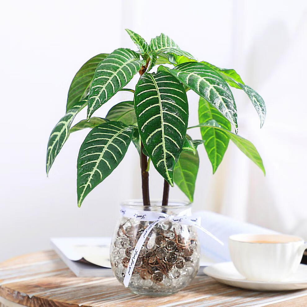 雪景木水培植物室内绿植花卉盆栽好养水养易活四季客厅花雪景木含盆