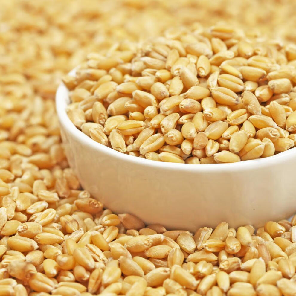 带皮小麦粒5斤农家自产 磨面食用麦酱小麦苗种子发芽麦草种籽麦子