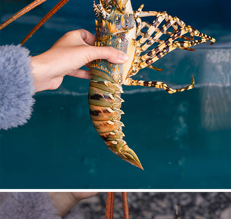 花龙虾海鲜锦绣大龙虾鲜活冷冻小青龙刺身虾华奥薇斯 750g【图片 价格