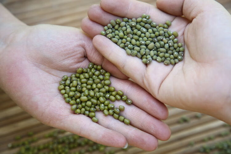 真空绿豆5斤东北农毛绿豆明绿豆新五谷杂粮发豆芽绿豆汤豆沙2斤真空装