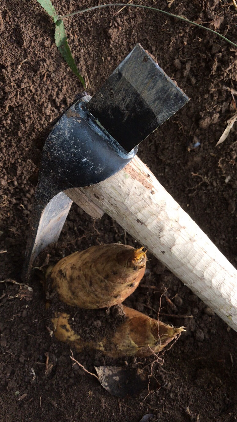 挖笋专用锄头弹簧钢手工锻打挖冬笋挖树根两用锄斧65锰钢种菜农具特大