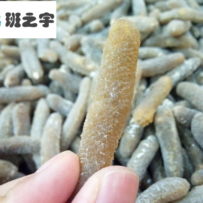 斯里兰卡海参沙秃参约80头一斤淡干货金沙参250g