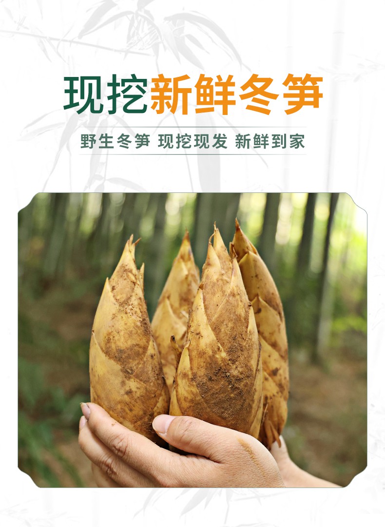 冬笋 冬笋浙江安吉冬笋鲜笋现挖5斤竹笋大冬笋蔬菜黄泥笋 2.