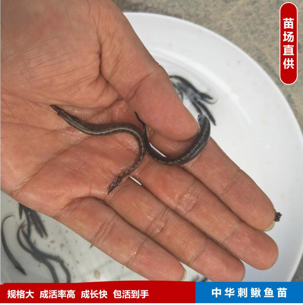 中华刺鳅鱼苗中华大刺鳅淡水刀鳅苗沙鳅鱼钢鳅刀鳅石锥鱼苗35厘米30条