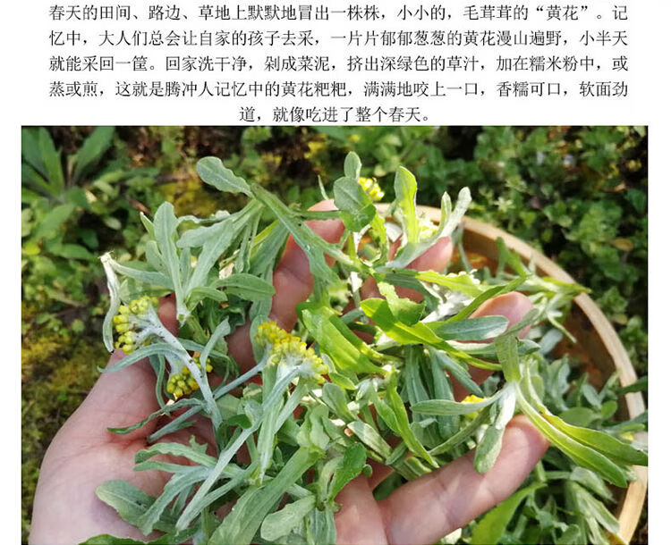 新鲜现摘鼠曲草叶清明草粑野生清明菜青团佛耳绒毛菠菠草现摘清明草1