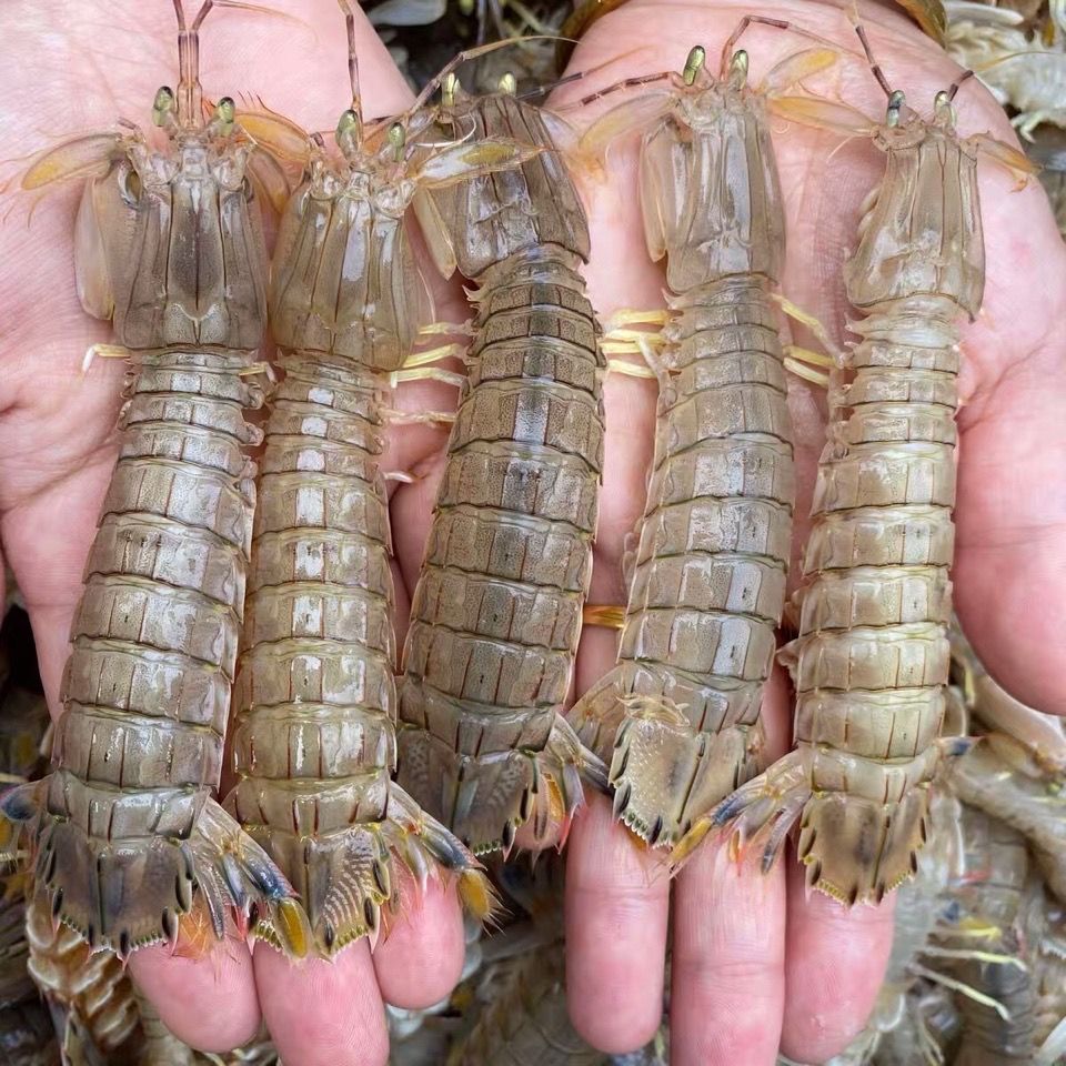 皮皮虾鲜活熟冻虾爬子带膏黄虾姑爬爬虾全母琵琶虾海鲜水产米拉明德