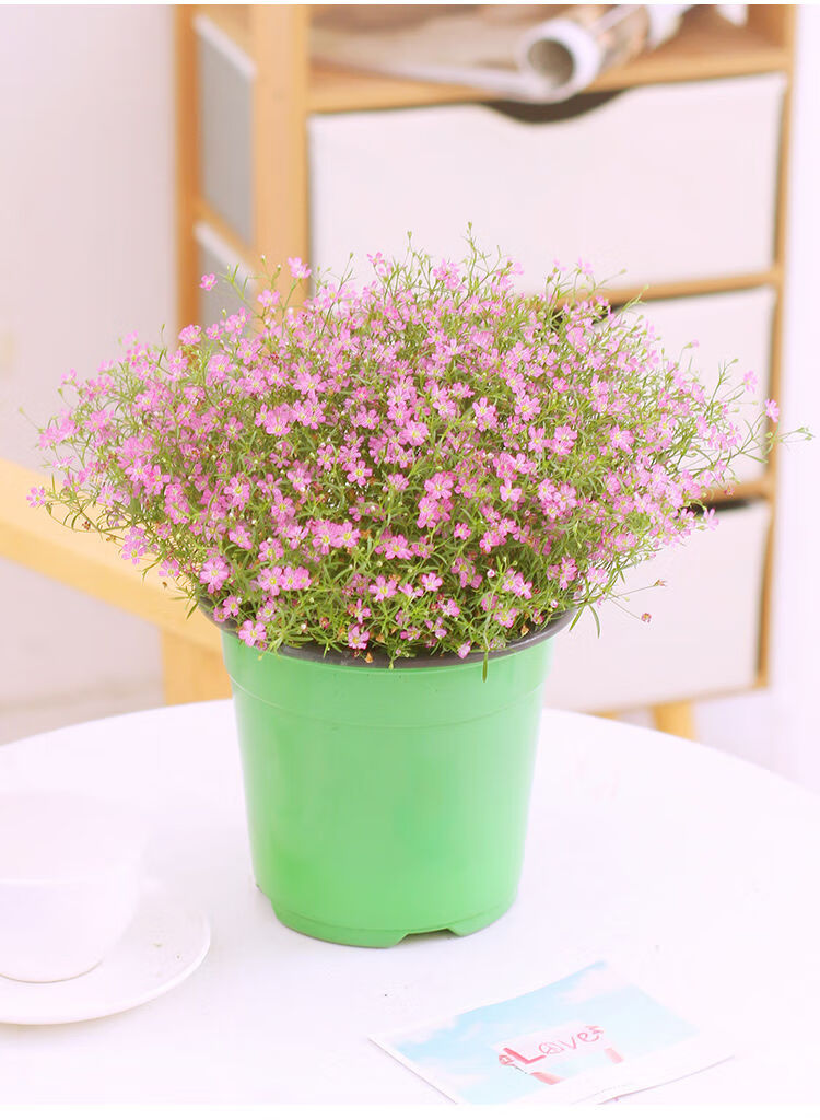 欧芽婚纱满天星花苗盆栽带花发四季开花小叶吉普赛满天星阳台庭院植物