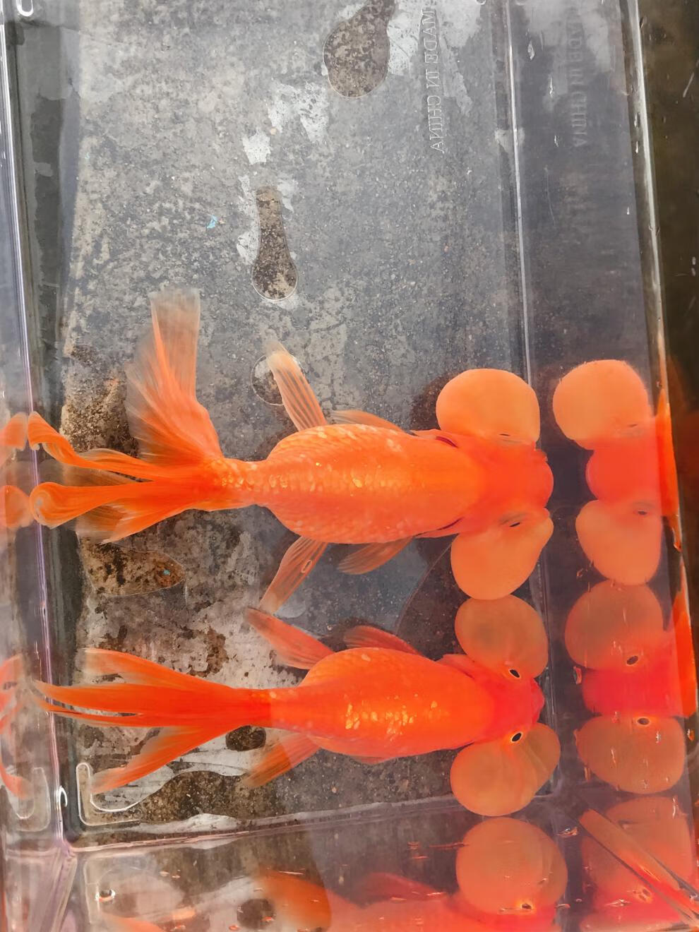 嘉瑰水泡眼金鱼锦鱼活鱼鱼儿小金鱼易养耐活家养好养大眼观赏鱼宠物