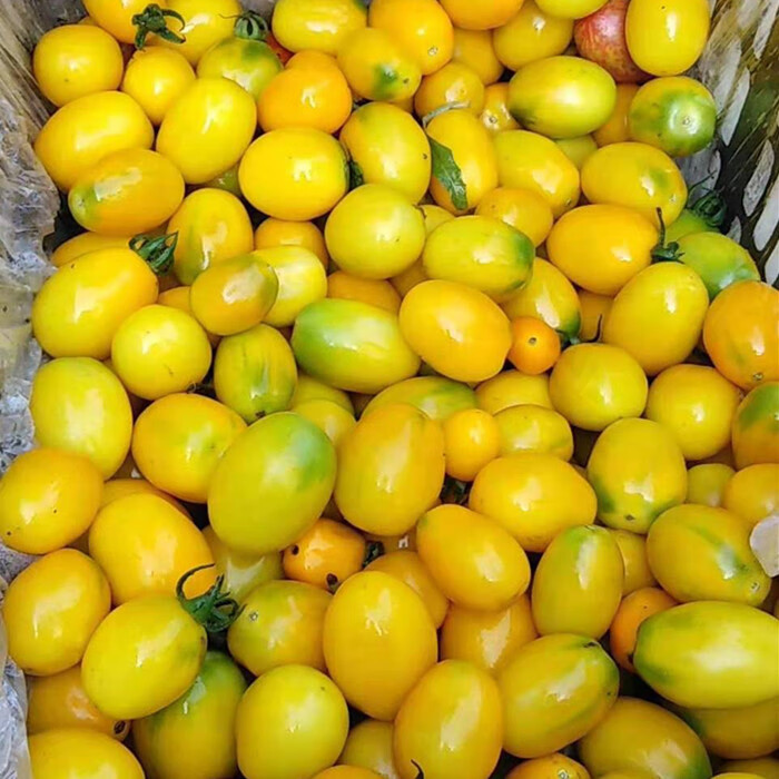 源外 大黄柿子黄色西红柿水果柿子东北黑龙江新鲜蔬菜水果 5斤大黄