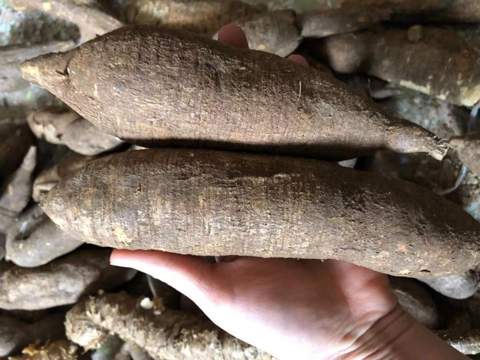 野外生牛大力中药原材煲汤泡酒料猪脚笠山莲藕新鲜挖金钟根粉质薯500g