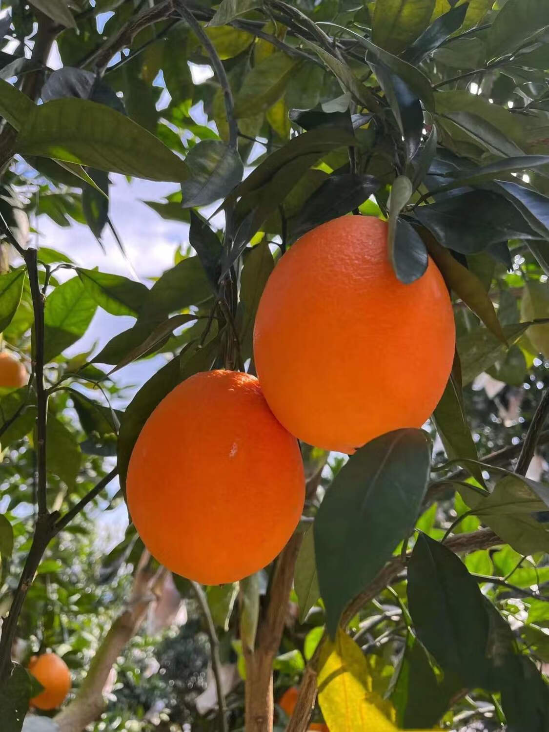 【可选礼盒】福建蜜丁橙柚 甜新鲜水果引进新台湾品种福建种植 8斤