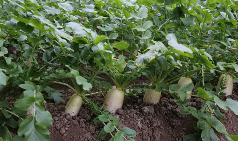 花明月九斤王萝卜种子夏秋季播白萝卜种子特大四季播地栽四季蔬菜萝卜