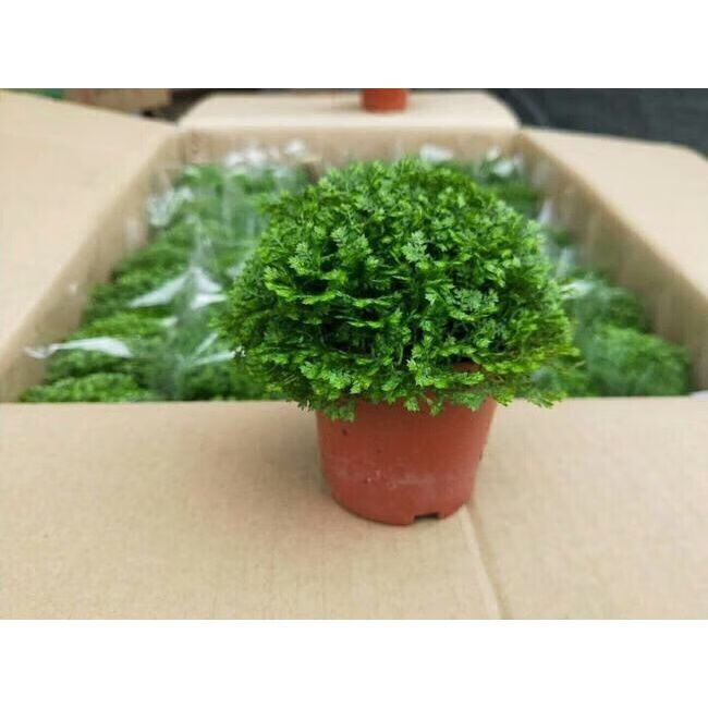 香葶苑 幸福草情人草 蕨类植物 室内桌面绿植盆栽花卉 绿地球2盆 带