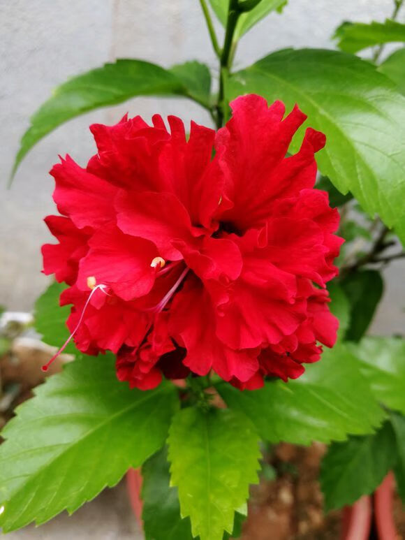 精选买二一四季木槿花盆栽树苗红花重瓣耐寒室内盆景花卉植物盆栽单瓣