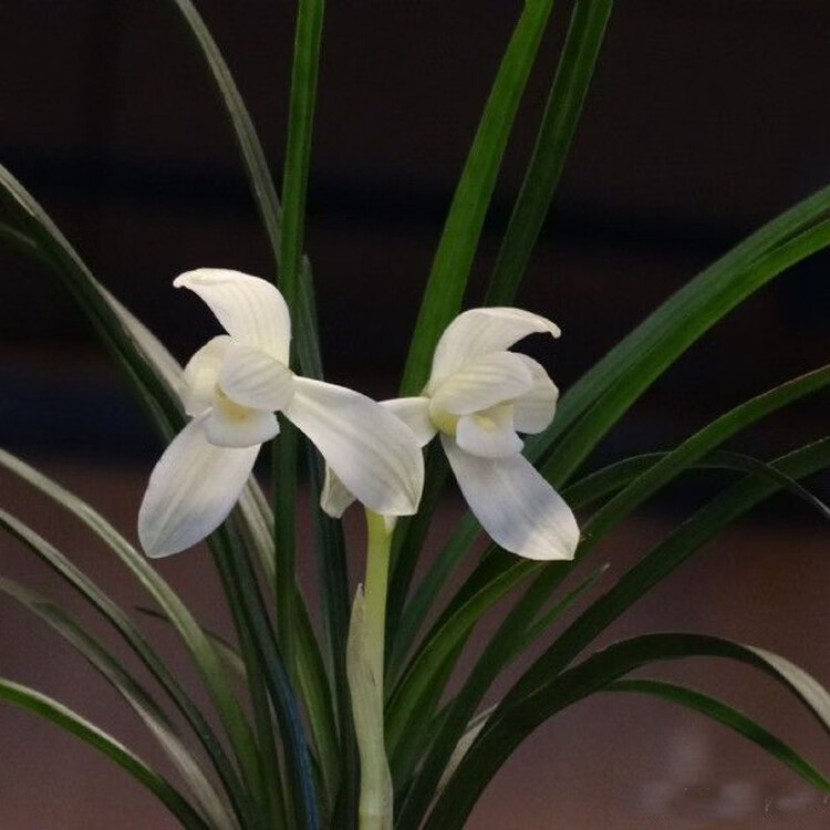 兰花苗 春兰永怀素莲瓣形兰花 浓香型花卉办公室内盆栽 组培永怀素5苗